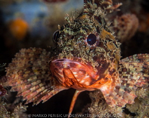 MEDITERRANEAN SCORPION by Marko Perisic 